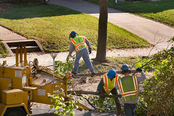 How Our Tree Care Process Works  in  Von Ormy, TX
