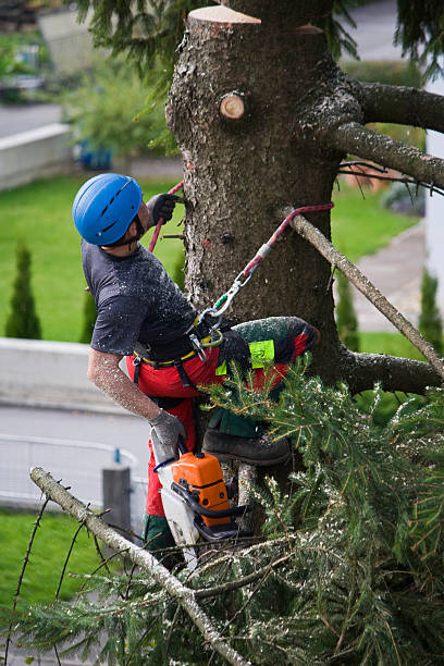 How Our Tree Care Process Works  in  Von Ormy, TX