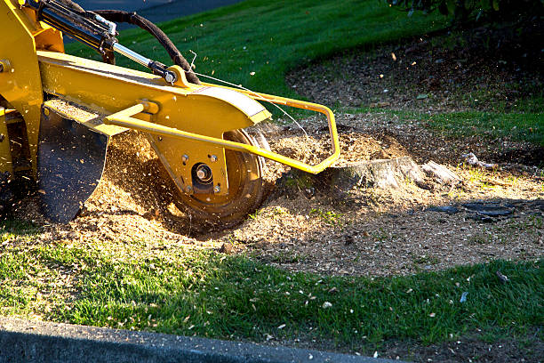 Lawn Renovation and Restoration in Von Ormy, TX