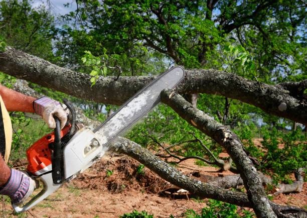 Best Lawn Irrigation Installation and Maintenance  in Von Ormy, TX